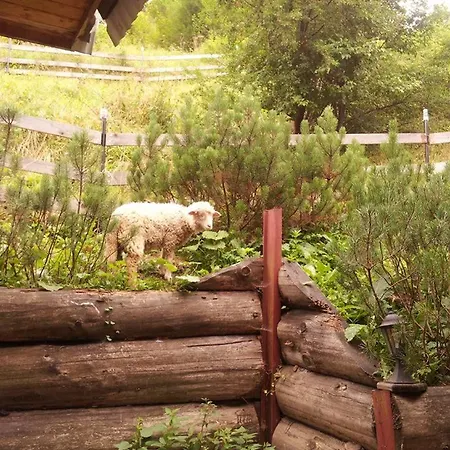 Pod Zielonym Lasem *